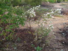 Amelanchier spicata