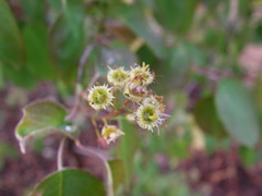 Amelanchier spicata