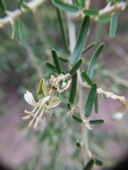 Atamisquea emarginata