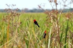 Amblyramphus holosericeus