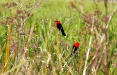 Amblyramphus holosericeus