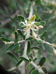 Atamisquea emarginata