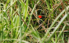 Amblyramphus holosericeus