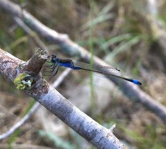 Ischnura fountaineae