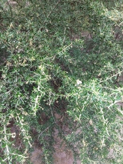 Atamisquea emarginata