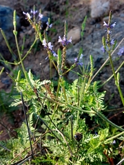 Lavandula canariensis subsp. canariensis image