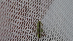 Conocephalus bilineatus