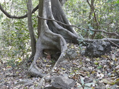 Ficus nervosa