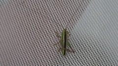 Conocephalus bilineatus