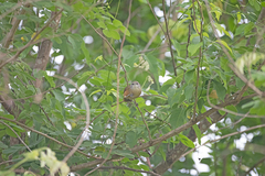 Cantorchilus leucotis
