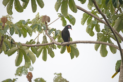 Psarocolius bifasciatus