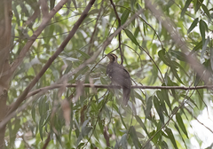Dromococcyx phasianellus