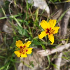 Bidens bicolor