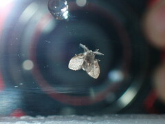 Clogmia albipunctata