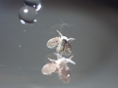 Clogmia albipunctata