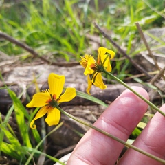 Bidens bicolor
