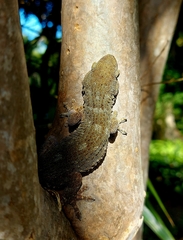 Tarentola delalandii
