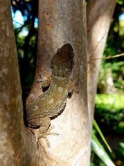 Tarentola delalandii