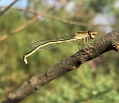 Ischnura fountaineae