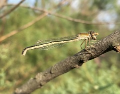 Ischnura fountaineae