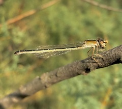 Ischnura fountaineae