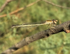 Ischnura fountaineae