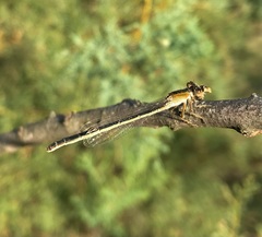 Ischnura fountaineae