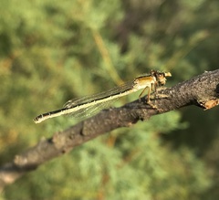 Ischnura fountaineae