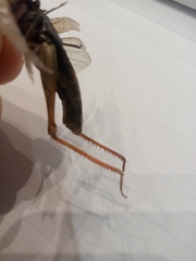 Heteracris pterosticha