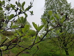 Hedlundia pseudothuringiaca