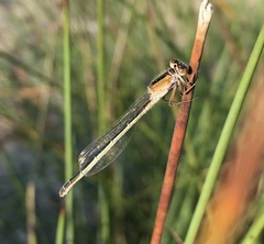 Ischnura fountaineae