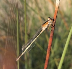 Ischnura fountaineae