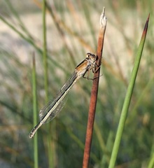 Ischnura fountaineae