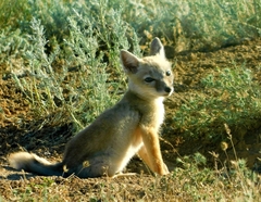 Vulpes corsac