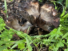 Agaricus