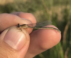 Ischnura fountaineae