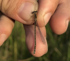 Ischnura fountaineae