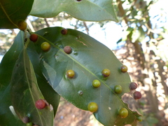 Beilschmiedia dalzellii