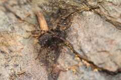 Textrix denticulata