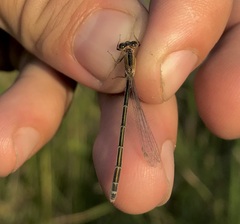Ischnura fountaineae