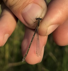 Ischnura fountaineae