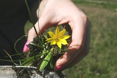 Nothoscordum dialystemon