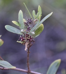 Periploca chevalieri