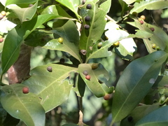 Beilschmiedia dalzellii