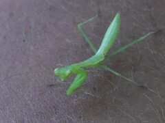 Miomantis caffra