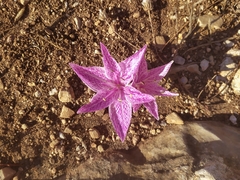 Colchicum variegatum