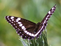 Limenitis weidemeyerii