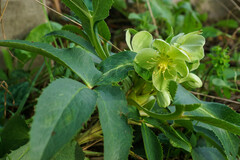 Helleborus