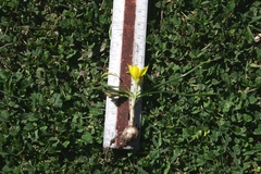 Nothoscordum dialystemon