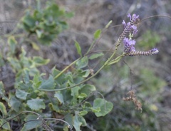 Lavandula rotundifolia